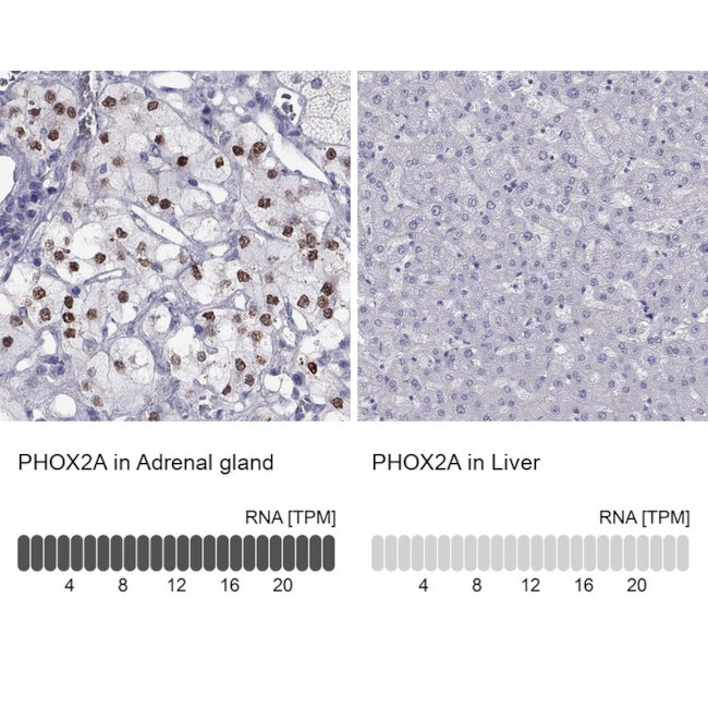 PHOX2A Antibody