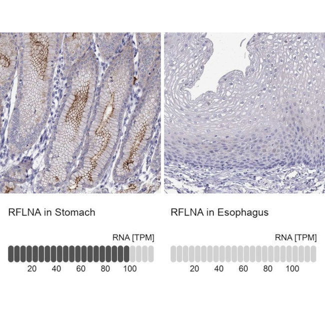 FAM101A Antibody