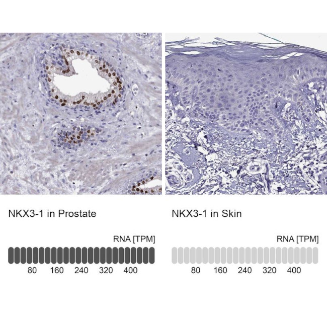 Nkx3.1 Antibody