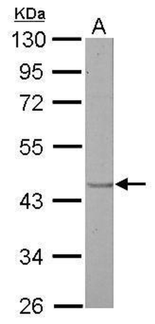 S1P1 Antibody in Western Blot (WB)