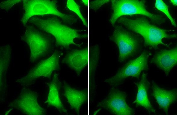 GAPDH Antibody in Immunocytochemistry (ICC/IF)