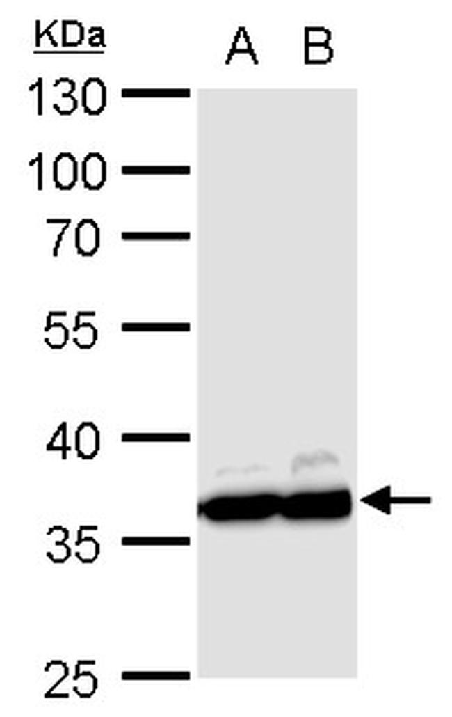 GAPDH Antibody in Western Blot (WB)