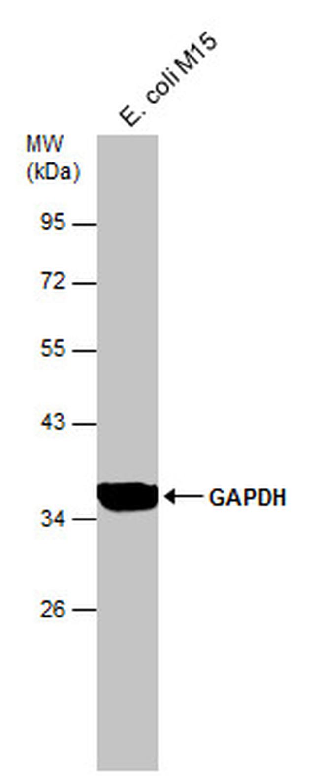 GAPDH Antibody in Western Blot (WB)