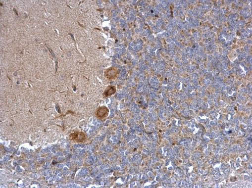 alpha-1a Adrenergic Receptor Antibody in Immunohistochemistry (Paraffin) (IHC (P))