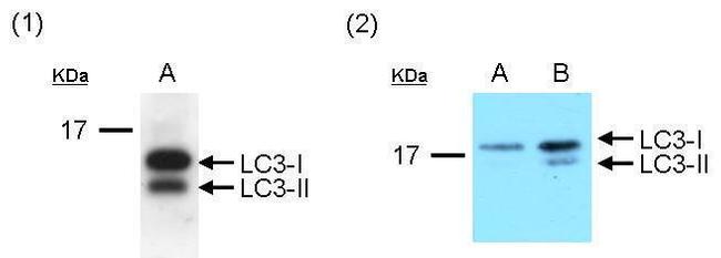 LC3B Antibody in Western Blot (WB)