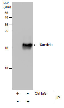 Survivin Antibody in Immunoprecipitation (IP)