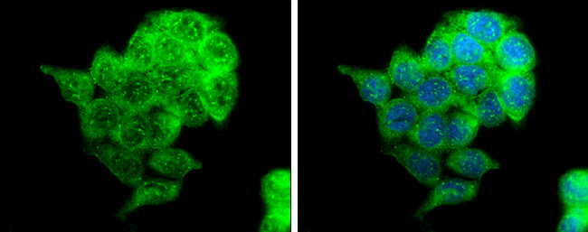 MUC1 Antibody in Immunocytochemistry (ICC/IF)