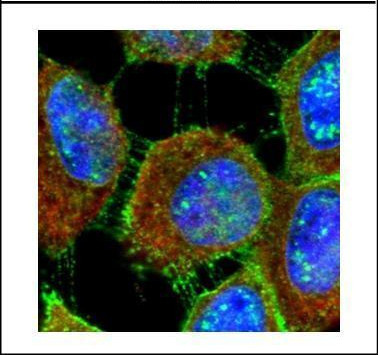 MUC1 Antibody in Immunocytochemistry (ICC/IF)