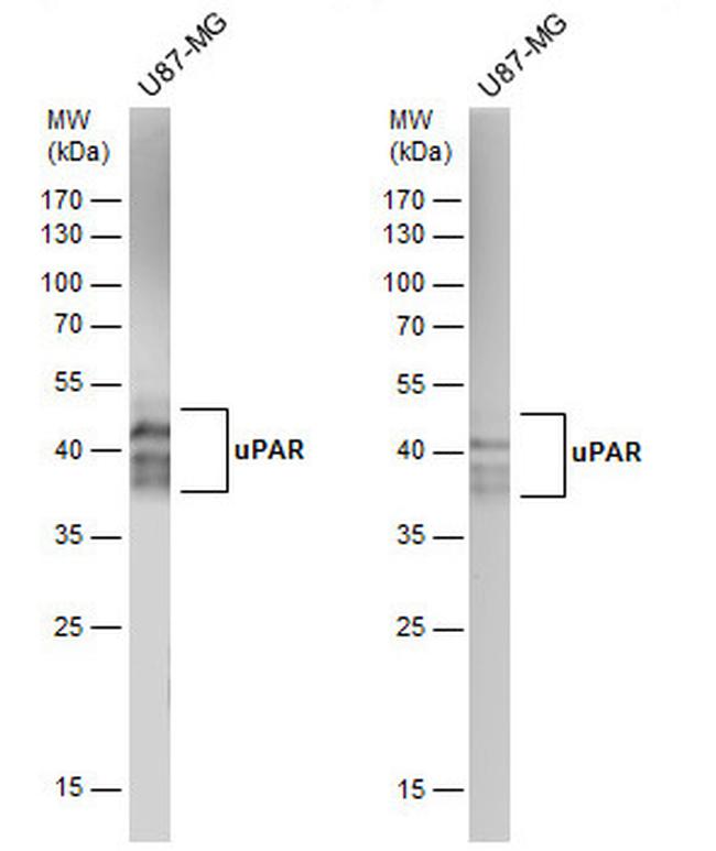 uPAR Antibody in Western Blot (WB)