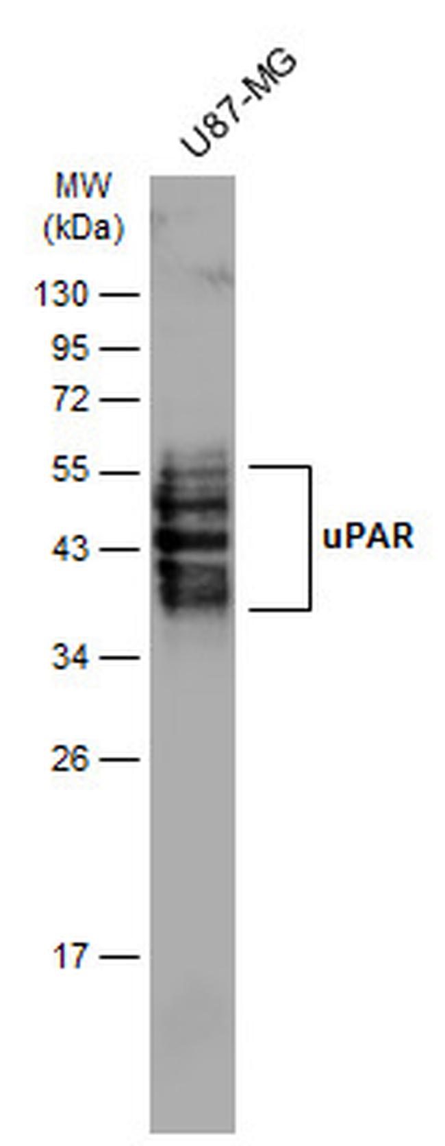 uPAR Antibody in Western Blot (WB)