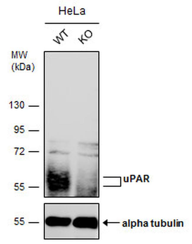 uPAR Antibody in Western Blot (WB)