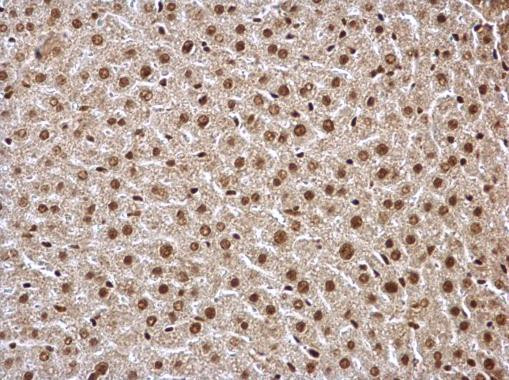 HDAC1 Antibody in Immunohistochemistry (Paraffin) (IHC (P))