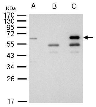 HDAC1 Antibody in Immunoprecipitation (IP)