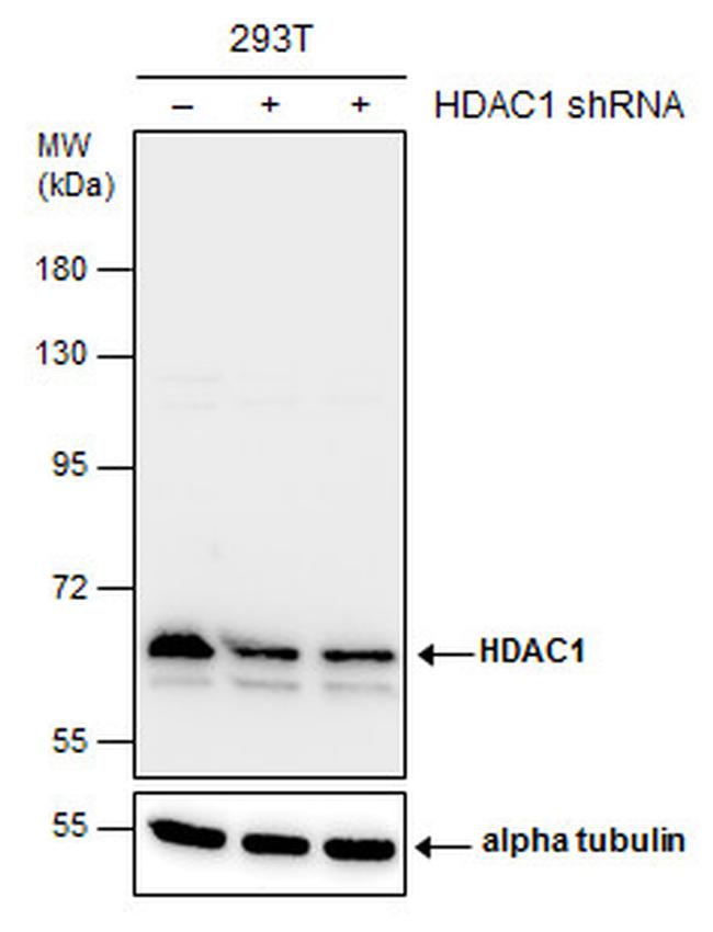 HDAC1 Antibody in Western Blot (WB)