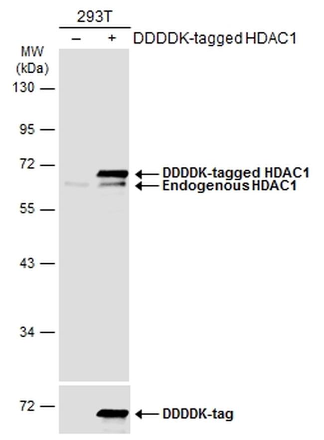 HDAC1 Antibody in Western Blot (WB)