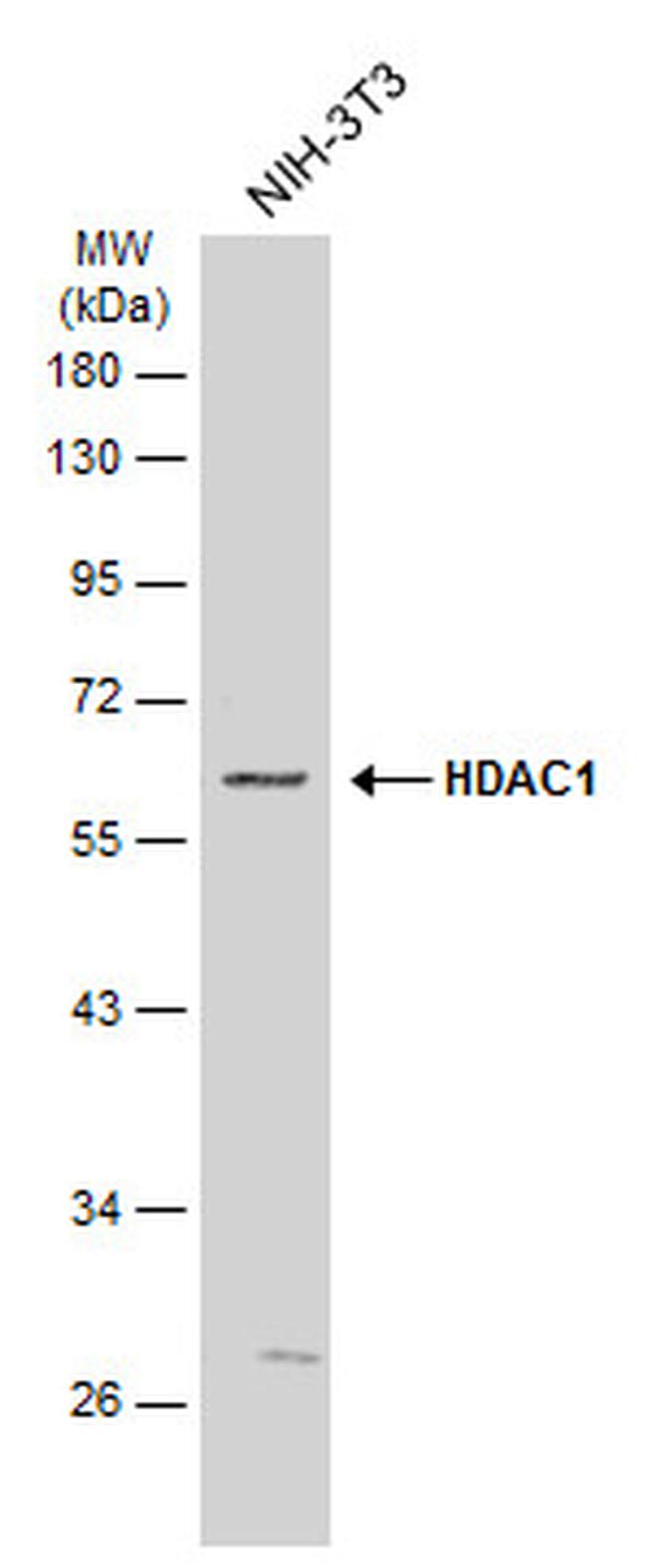 HDAC1 Antibody in Western Blot (WB)