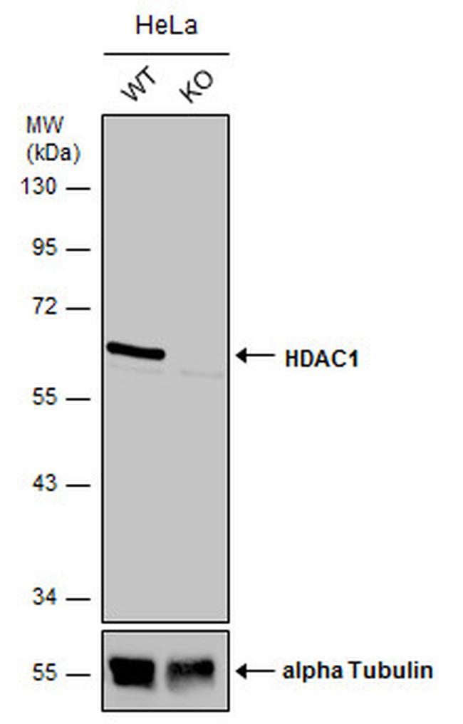 HDAC1 Antibody in Western Blot (WB)