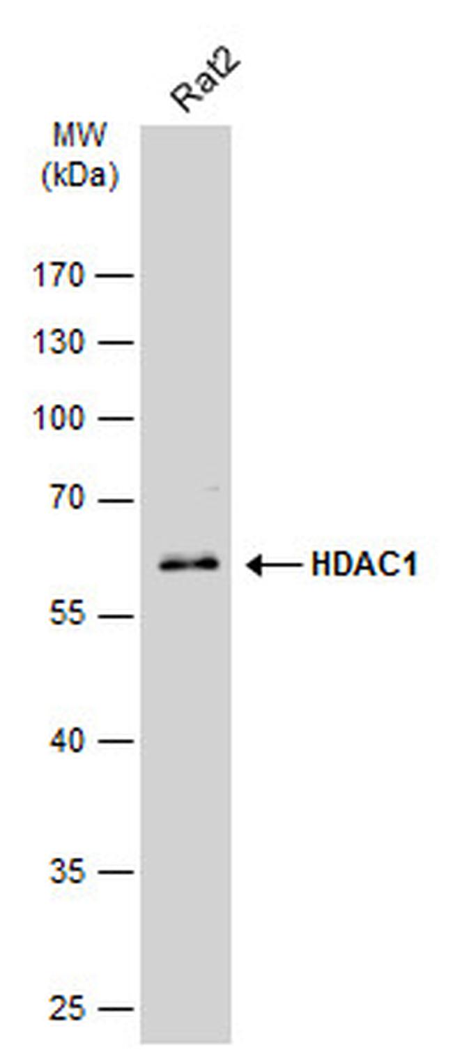 HDAC1 Antibody in Western Blot (WB)