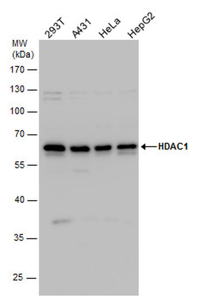 HDAC1 Antibody in Western Blot (WB)