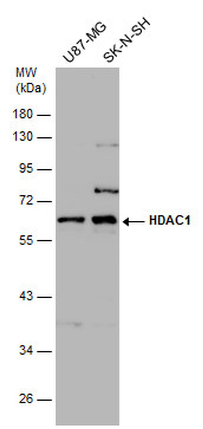 HDAC1 Antibody in Western Blot (WB)