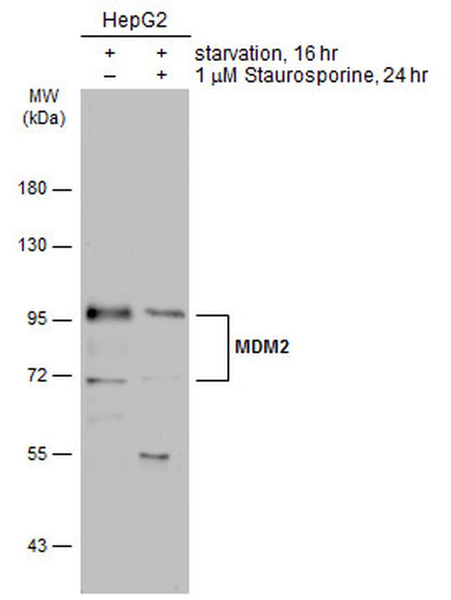 MDM2 Antibody in Western Blot (WB)