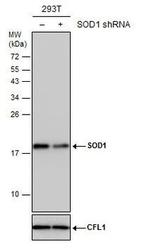 SOD1 Antibody