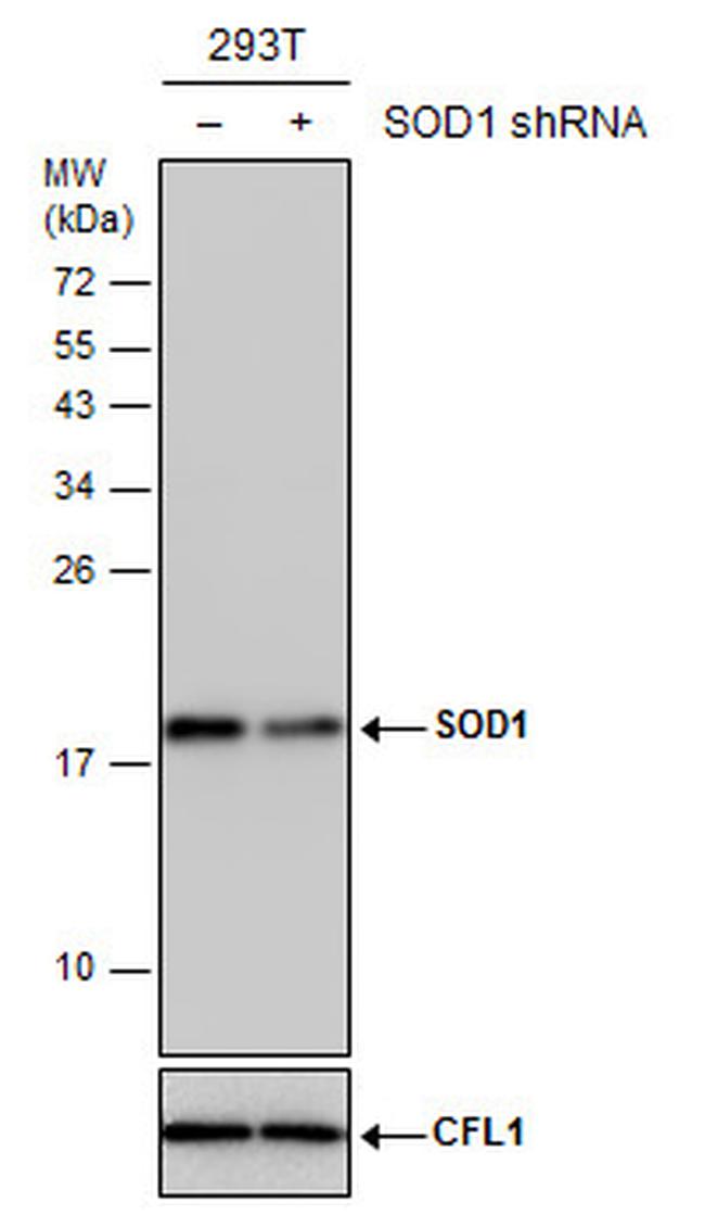 SOD1 Antibody in Western Blot (WB)