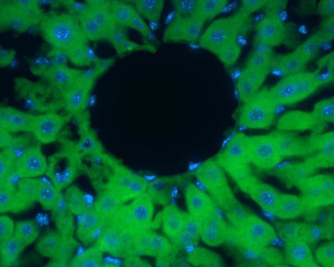 PRDX2 Antibody in Immunohistochemistry (Frozen) (IHC (F))