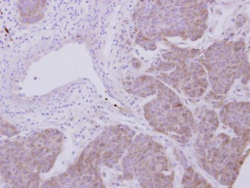 PRDX2 Antibody in Immunohistochemistry (Paraffin) (IHC (P))