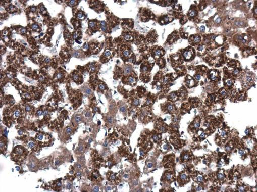 Epo Antibody in Immunohistochemistry (Paraffin) (IHC (P))