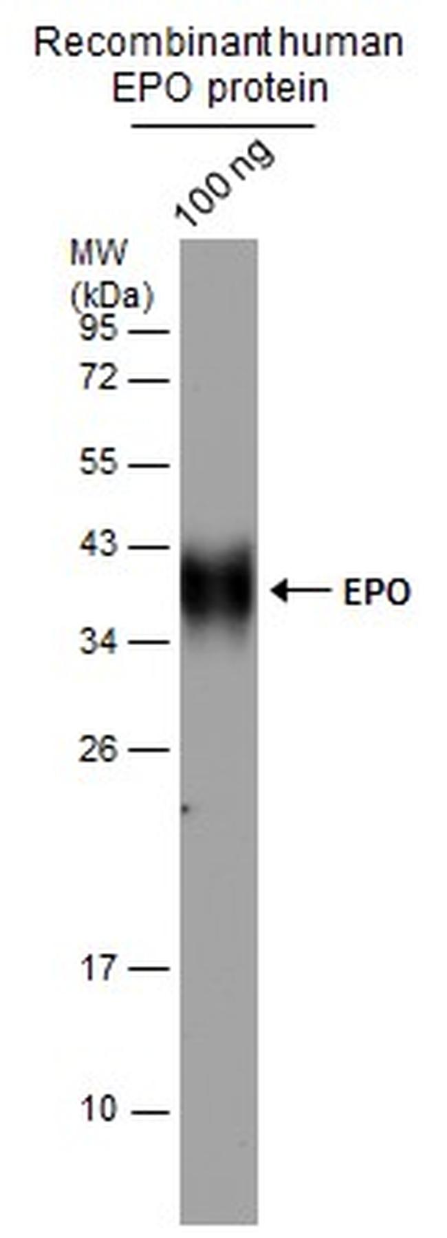 Epo Antibody in Western Blot (WB)