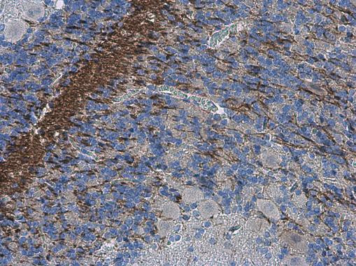 Collagen II Antibody in Immunohistochemistry (Paraffin) (IHC (P))