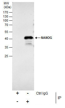 Nanog Antibody in Immunoprecipitation (IP)