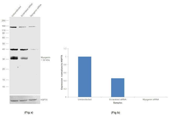 Myogenin Antibody in Western Blot (WB)