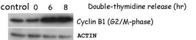 Cyclin B1 Antibody in Western Blot (WB)