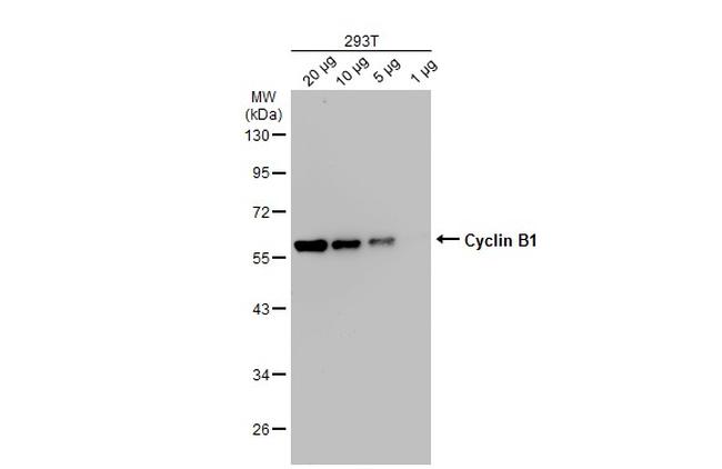 Cyclin B1 Antibody in Western Blot (WB)