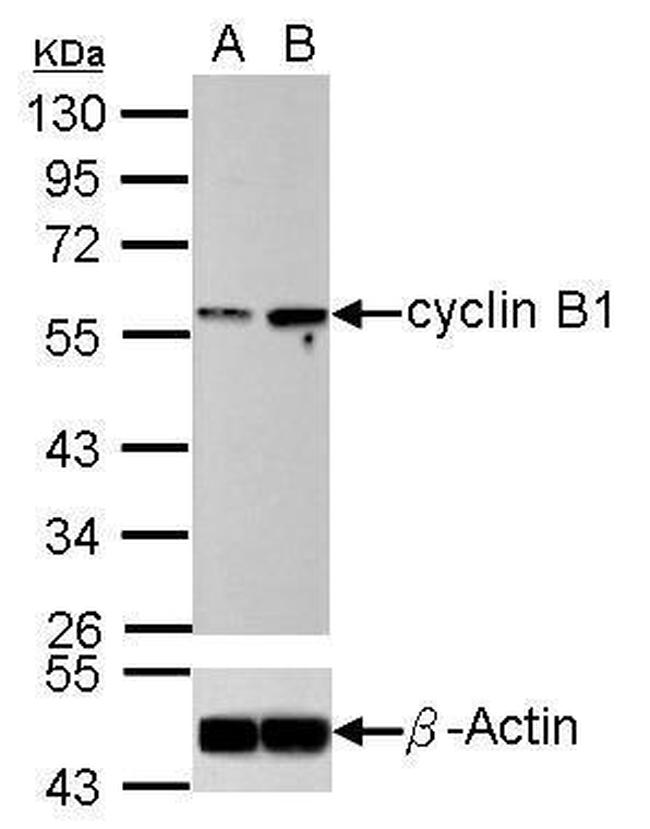 Cyclin B1 Antibody in Western Blot (WB)