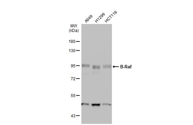 B-Raf Antibody in Western Blot (WB)