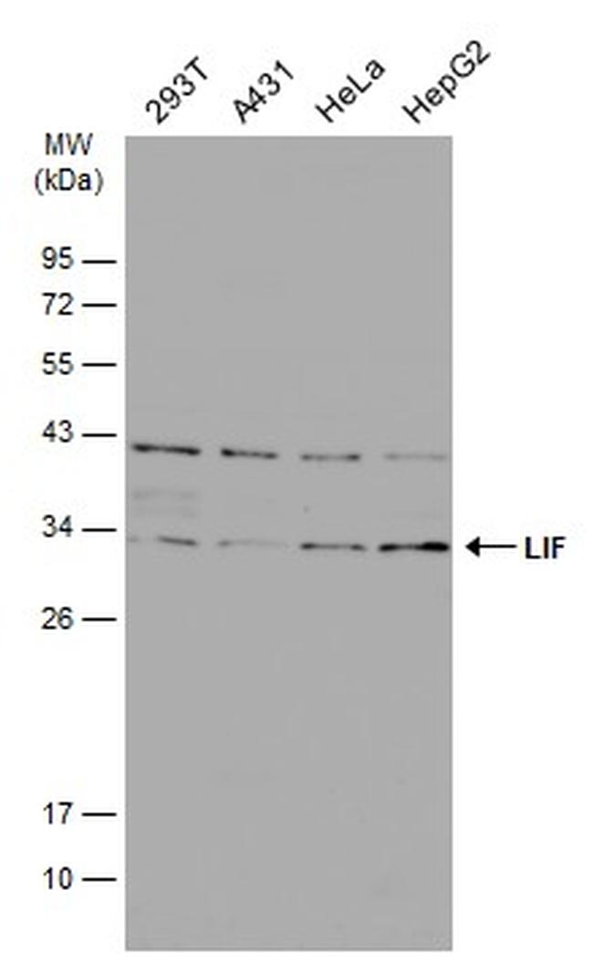 LIF Antibody in Western Blot (WB)