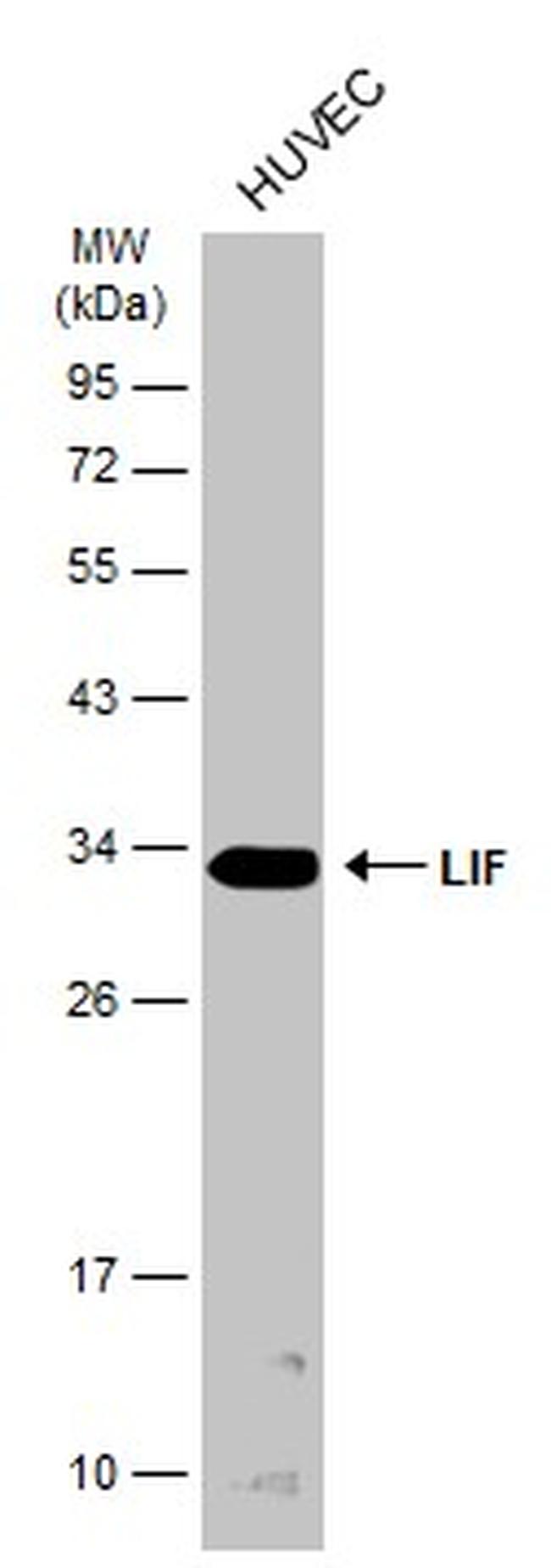 LIF Antibody in Western Blot (WB)