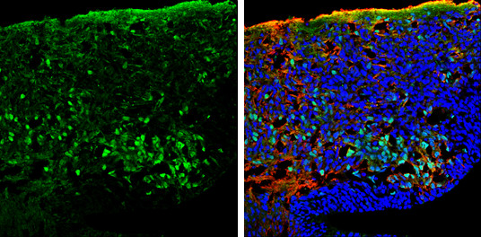 PGP9.5 Antibody in Immunohistochemistry (Frozen) (IHC (F))