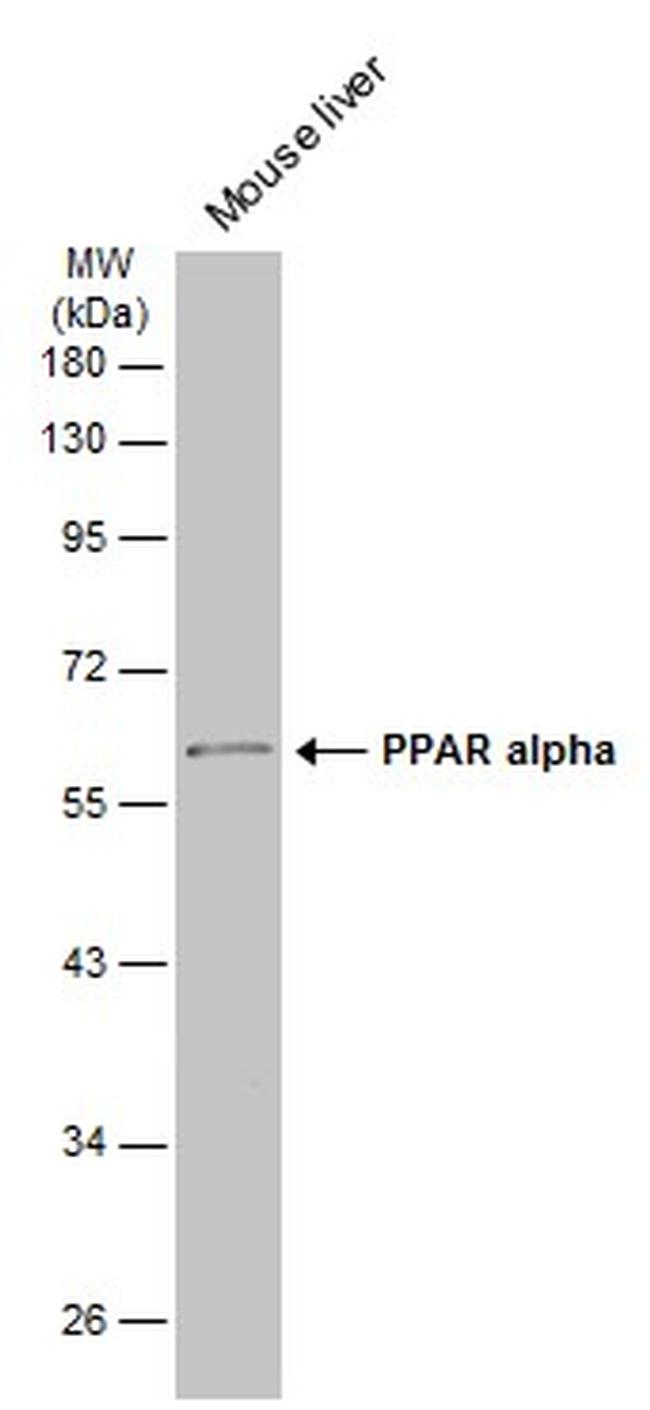 PPAR alpha Antibody in Western Blot (WB)