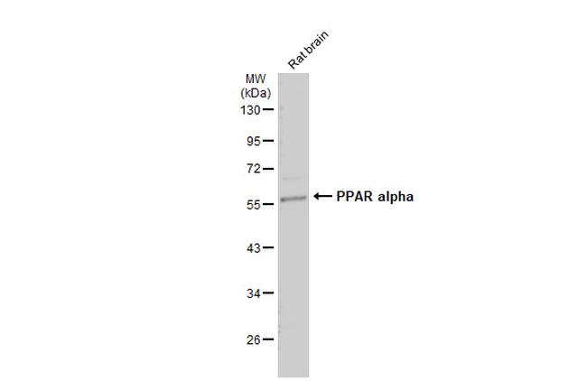 PPAR alpha Antibody in Western Blot (WB)