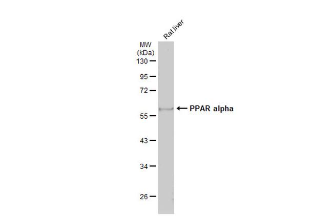 PPAR alpha Antibody in Western Blot (WB)