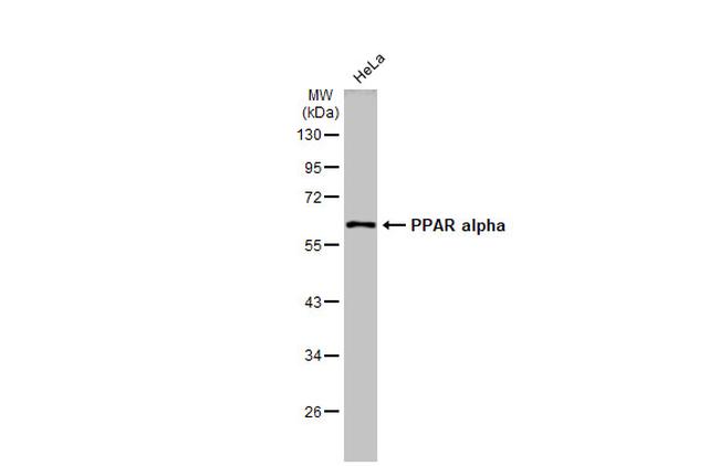 PPAR alpha Antibody in Western Blot (WB)