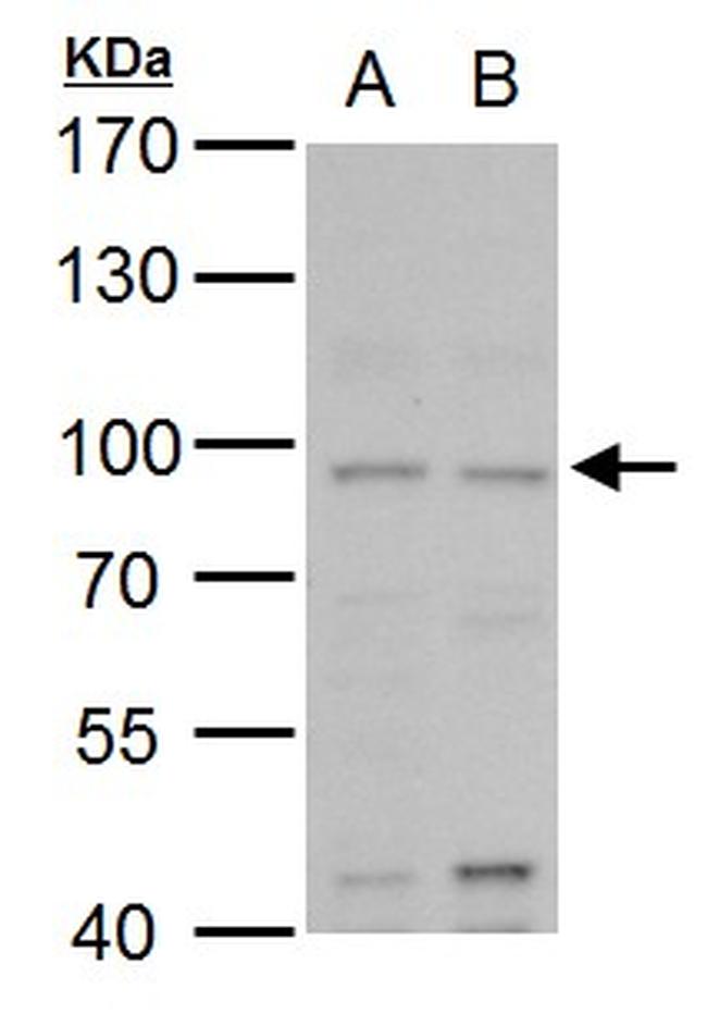 MLH1 Antibody in Western Blot (WB)