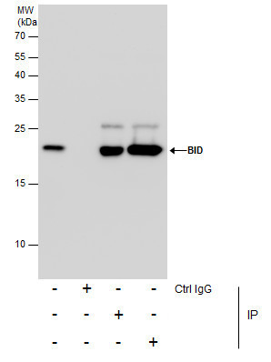 BID Antibody in Immunoprecipitation (IP)