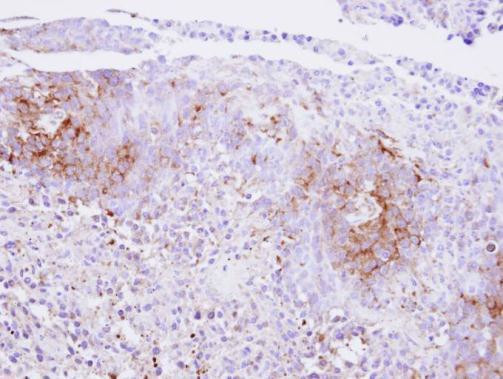 Calcium Sensing Receptor Antibody in Immunohistochemistry (Paraffin) (IHC (P))