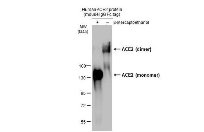 ACE2 Antibody in Western Blot (WB)