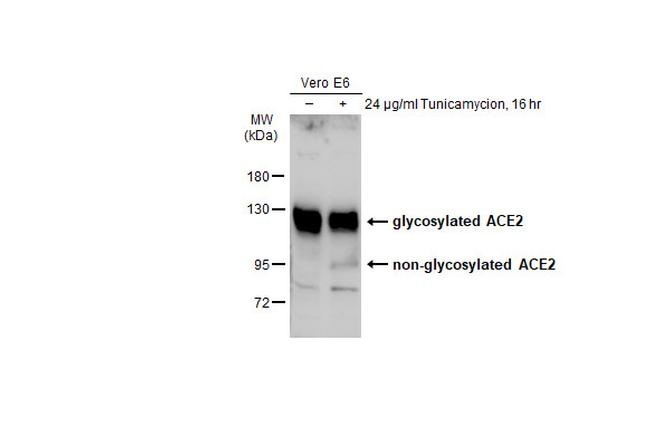 ACE2 Antibody in Western Blot (WB)